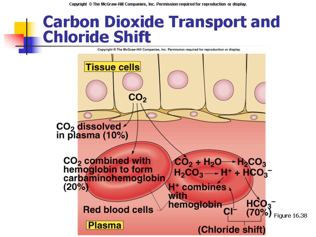 Carbon Dioxide Transport and Chloride Shift Insert fig. 16.38 Figure 16.38